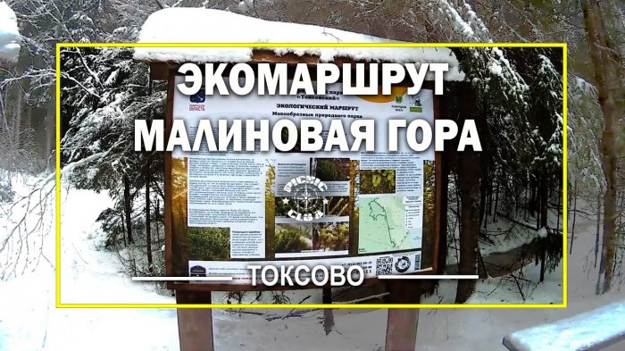 Семейные приключения на лыжах в природном парке «Токсовский» фото