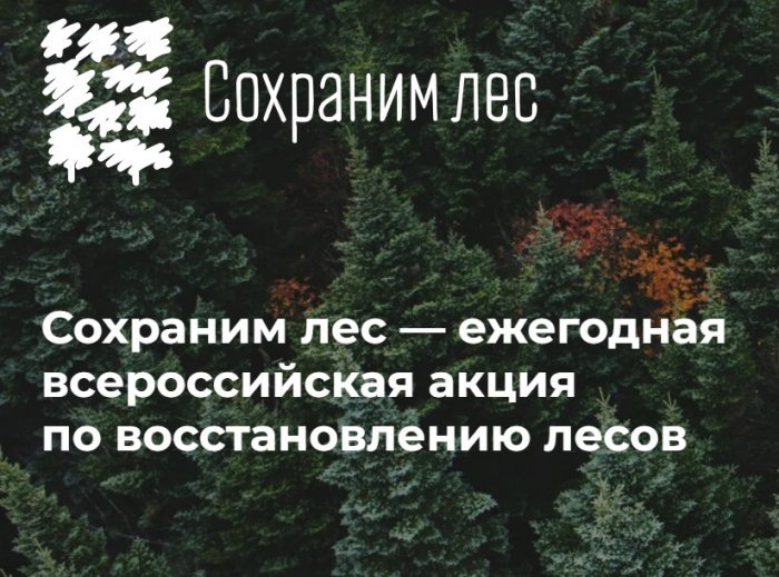 Осенняя Акция «Сохраним лес» стартовала в России. Ленобласть присоединяется 23 сентября. фото